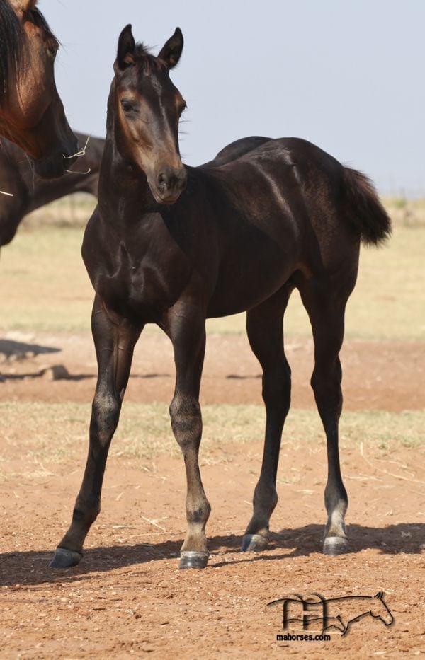 Redbones Speed MA's 2020 Colt